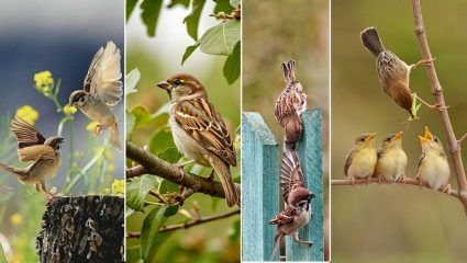 World Sparrow Day 2026: कुठे हरवली ‘चिऊताई’? जाणून घ्या का कमी झाली चिमण्यांची संख्या आणि वाचवू शकतो त्या चिमुकल्या जीवाला