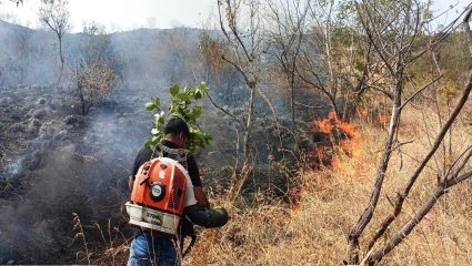 पुरंदर तालुक्यात वनात आग लावताना दोघांना अटक; सासवड वन विभागाची करवाई