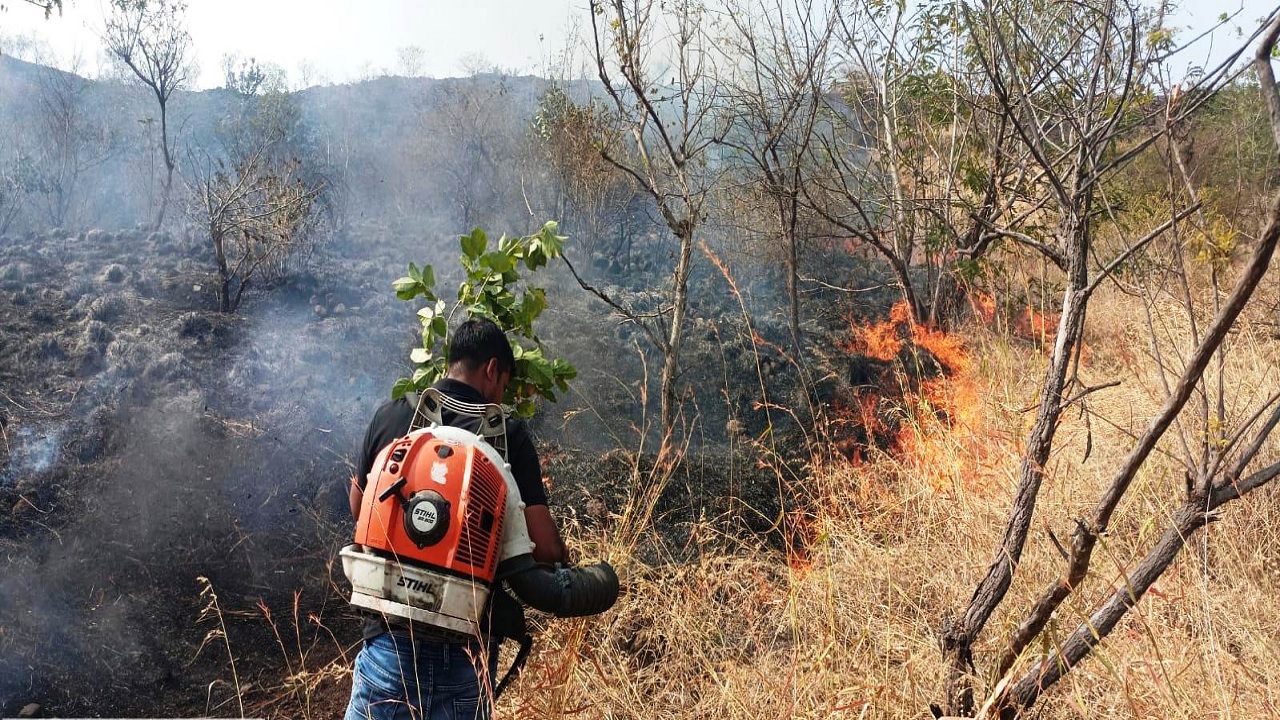 पुरंदर तालुक्यात वनात आग लावताना दोघांना अटक; सासवड वन विभागाची करवाई