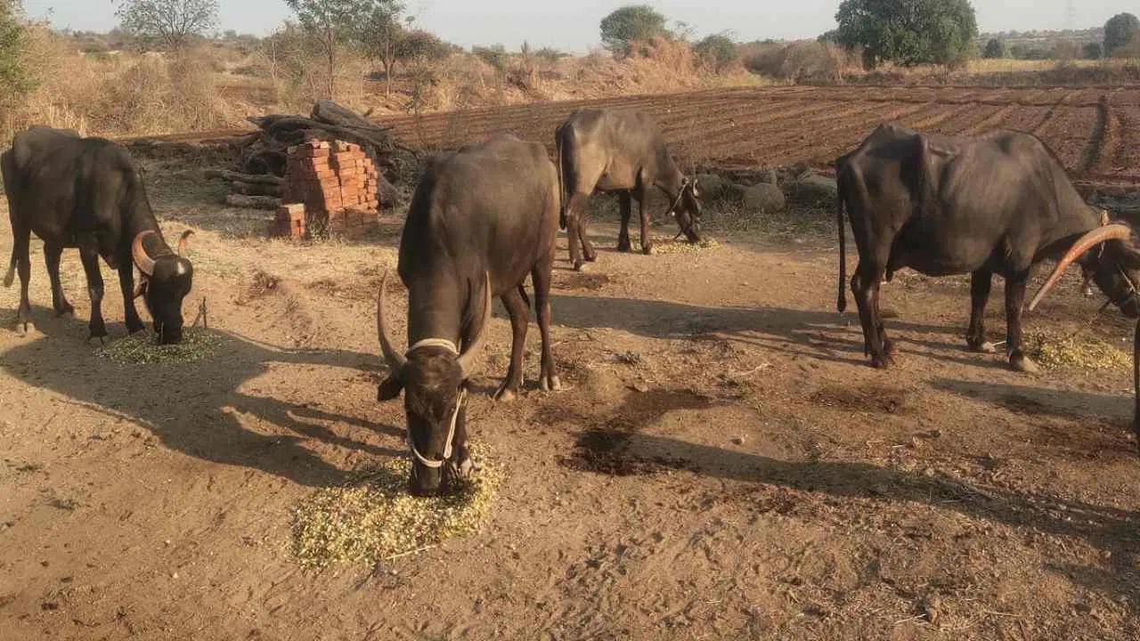 Animal Health : उन्हामुळे जनावरांच्या आरोग्याला धोका; दूध उत्पादन घटण्याची शक्यता
