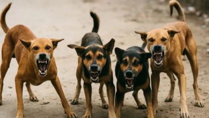 भटक्या कुत्र्यांनी 15 मिनिट लचके तोडले; चाकणमध्ये महिलेचा तडफडून मृत्यू
