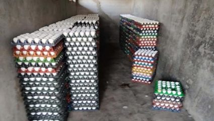 निर्यात घटल्याने अंड्यांचे दर घसरले; आखाती युद्धाचा पोल्ट्री व्यवसायावर परिणाम