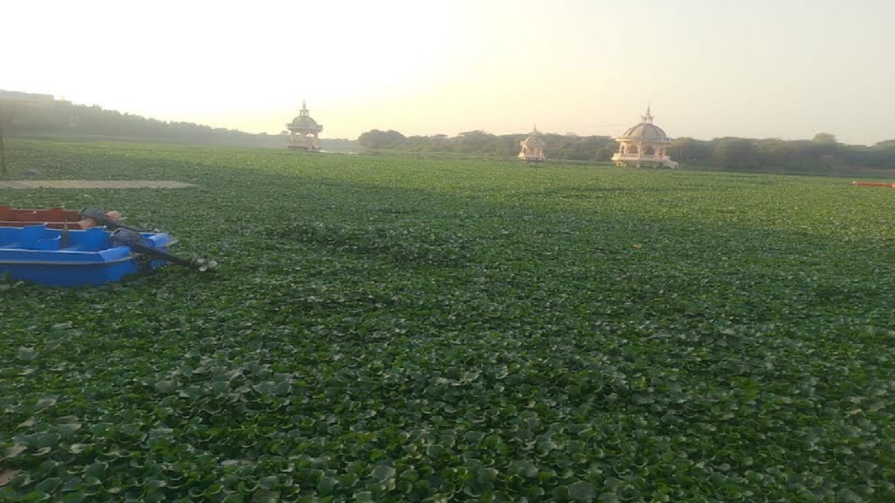 जलपर्णीने गुदमरली मुळा–मुठा नदी, प्रदूषणाकडे प्रशासनाचे दुर्लक्ष; दुर्गंधीने नागरिकांचे आरोग्य धोक्यात