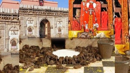 असं एक मंदिर जिथे देवासोबत उंदरांचीही पूजा केली जाते; काय आहे यामागची प्रथा परंपरा ?