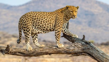 Ahilyanagar : बिबट्यांच्या संख्येत गोंधळ ;माहिती लपवल्याचा वन्यजीव प्रेमींचा आरोप