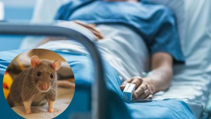 अरे देवा ! ICU मध्ये असलेल्या महिलेचा हात उंदराने कुडतरला; प्रतिष्ठीत रुग्णालयाचा भोंगळ कारभार