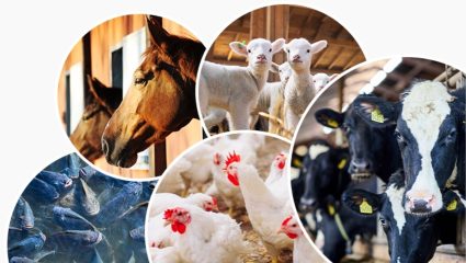 पशुसंवर्धन विभागातील रिक्त पदांवर लवकरच पदभरती; बेरोजगारांसाठी सुवर्णसंधी