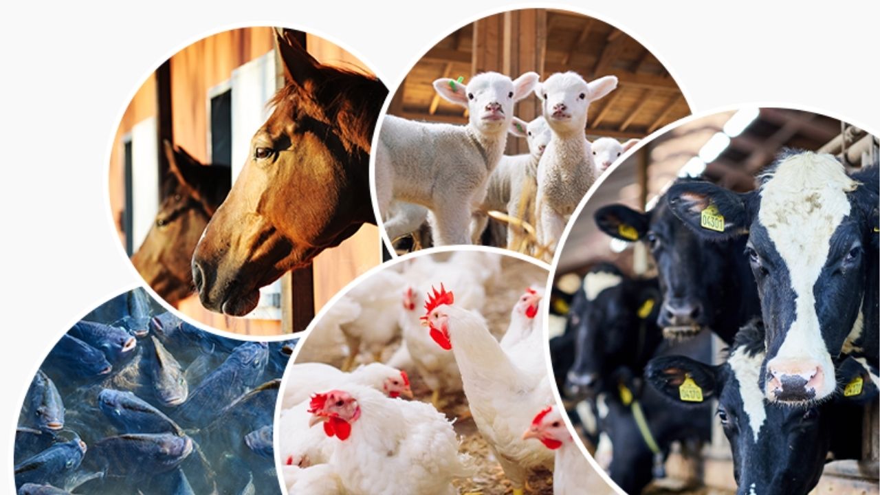 पशुसंवर्धन विभागातील रिक्त पदांवर लवकरच पदभरती; बेरोजगारांसाठी सुवर्णसंधी