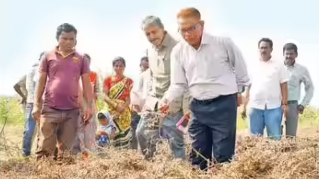 Washim News : अमडापूर येथे उभ्या गव्हाला लागली आग! पंचांच्या उपस्थितीत जळालेल्या शेतीचा पंचनामा