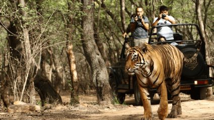 ज्ञानगंगा अभयारण्यात १२० कृत्रिम पाणवठे! १६ नैसर्गिक जलस्तोत्र; टँकरद्वारे पाणीपुरवठा; वन्यजीवांची संख्या वाढली