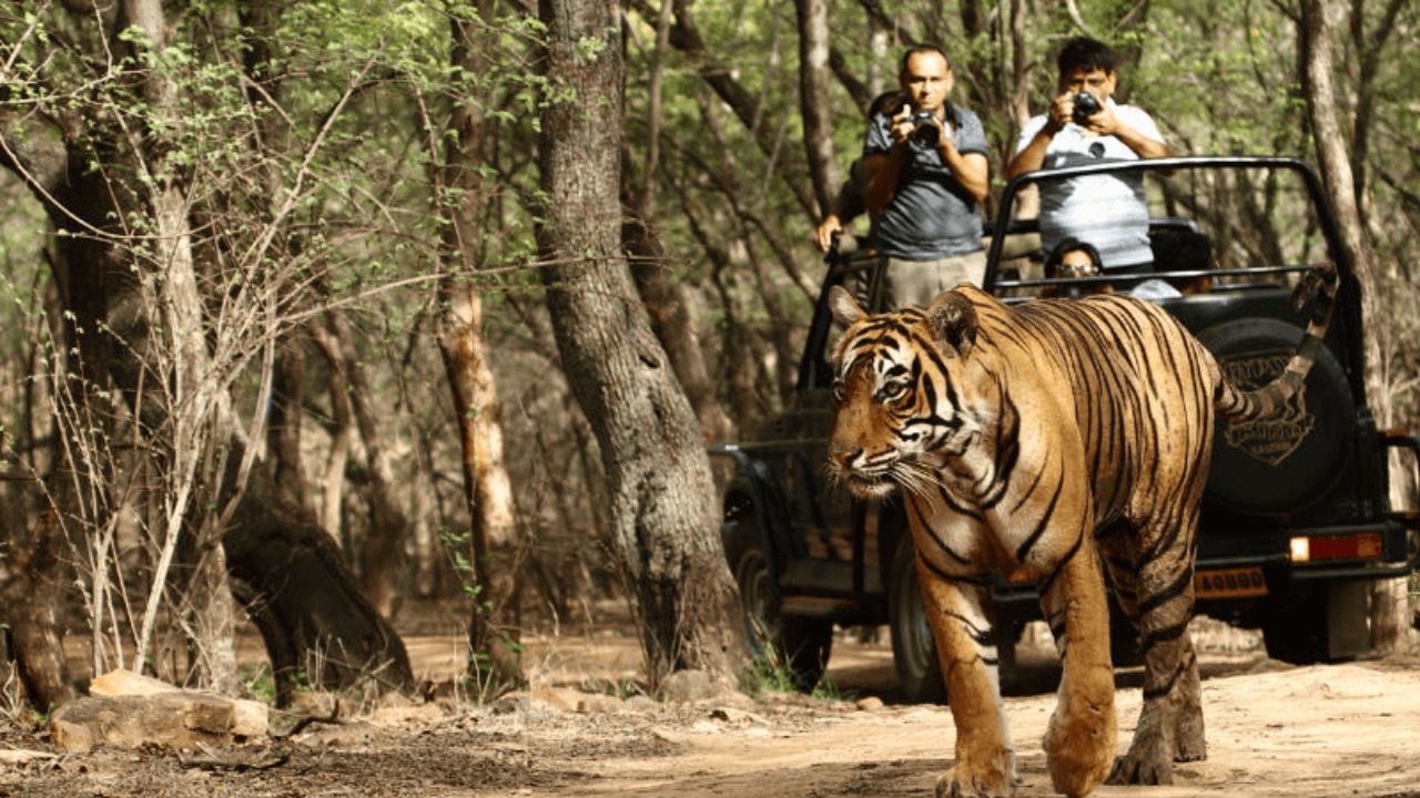 ज्ञानगंगा अभयारण्यात १२० कृत्रिम पाणवठे! १६ नैसर्गिक जलस्तोत्र; टँकरद्वारे पाणीपुरवठा; वन्यजीवांची संख्या वाढली