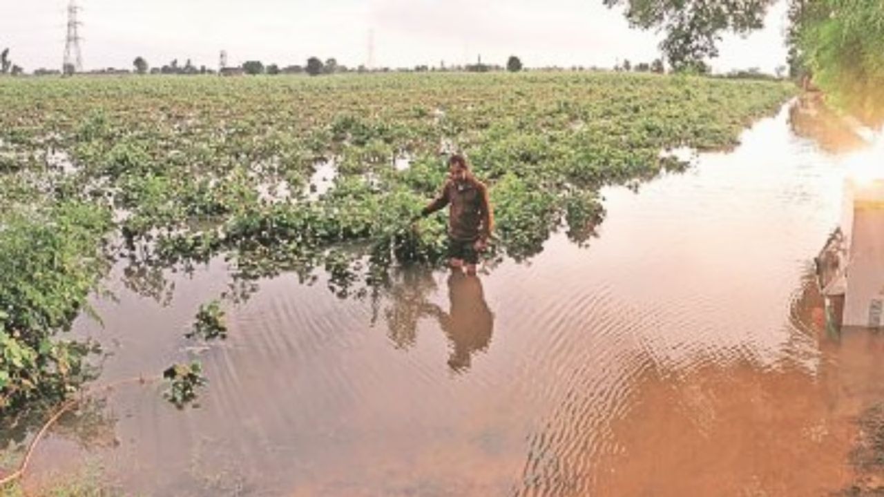 Buldhana News: गारपीट आणि वादळ! चिखली तालुक्यात पिकांचे भारी नुकसान; जिल्ह्यात अवकाळी पावसाची हजेरी
