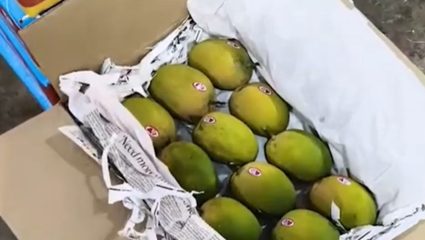 Navi Mumbai : आंबा खवय्यांसाठी पर्वणी, एपीएमसी बाजारात सहा हजार पेट्या दाखल