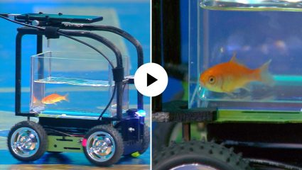 अजब-गजब! 40 फूट गाडी चालवून गोल्ड फिशने जिंकला गिनीज वर्ल्ड बुक रेकॉर्ड; सोशल मीडियावर Video Viral