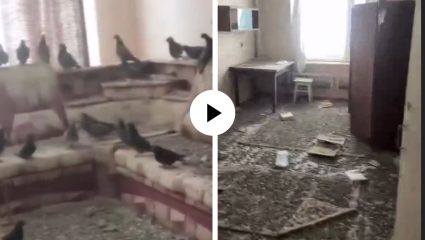 व्यक्तीच्या एका चुकीने घराला बनवलं कबुतरखाना, 3 वर्षांनंतर घरी येऊन पाहतो तर… Video Viral