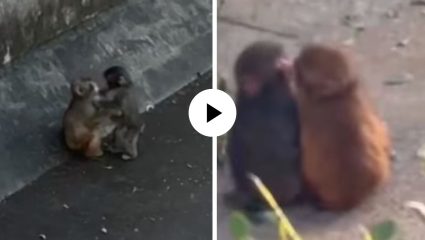 एकाकीपणाला पूर्णविराम! जपानच्या व्हायरल पंचला भेटली गर्लफ्रेंड, Kiss करताना पाहून युजर्स गेले भारावून; Video Viral