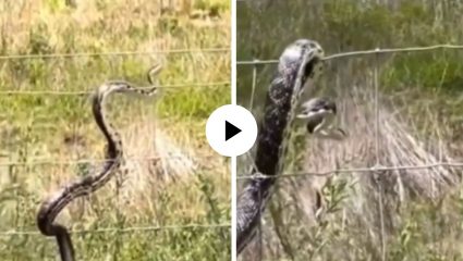 एक चूक पडली महागात! तारेवर चढताच सापाला लागला विजेचा झटका अन् मग जे घडलं… घटनेचा Video Viral