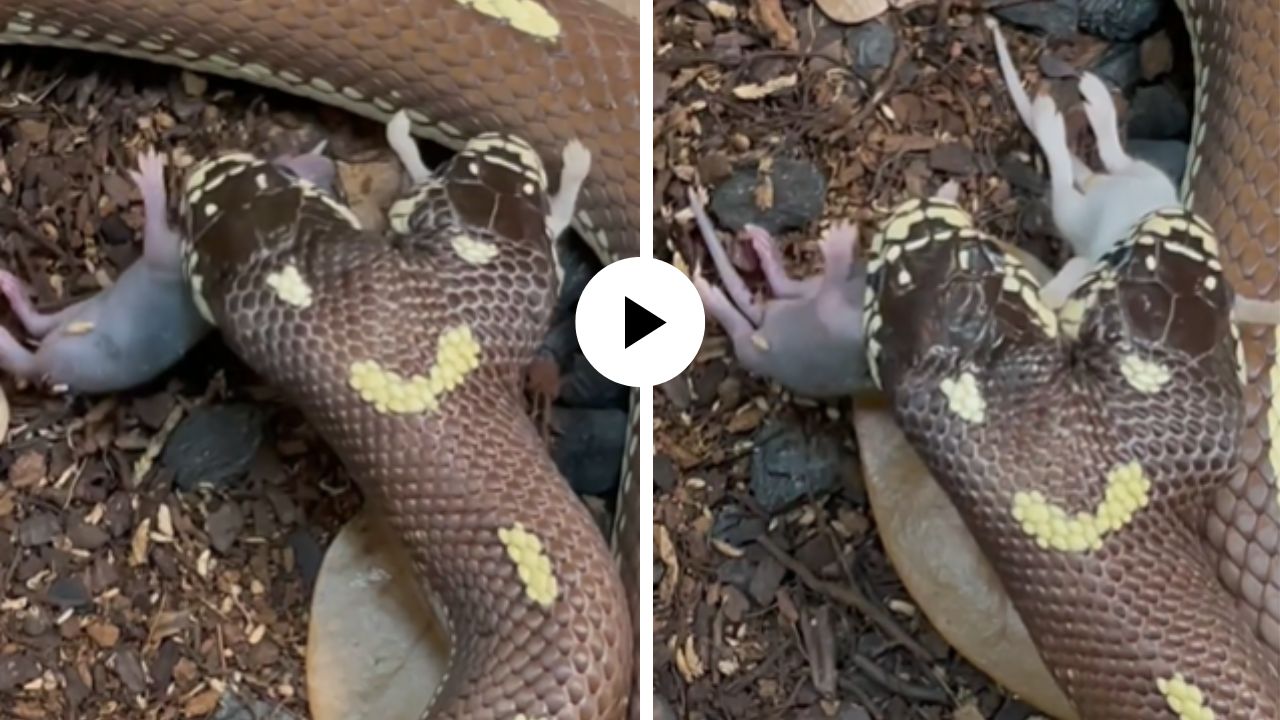 दोन तोंडाचा साप कधी पाहिला आहे का? शिकार पाहताच तुटून पडला अन् अनोख्या सापाचा Video Viral