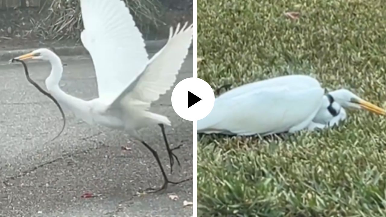 शिकार करायला बगळा सज्ज पण तितक्यातच सापाने पलटला वार, मान आवळली अन्… शिकारीचा Video Viral