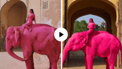 विदेशी फोटोग्राफरचं अनोखं फोटोशूट वादात! भारताच्या पिंक सीटीमध्ये येऊन हत्तीला केलं गुलाबी, युजर्स भडकले; Video Viral