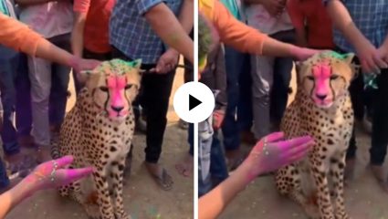 अरे बिबट्या आहे तो…! होळी सेलिब्रेशनमध्ये लोकांनी जंगलाच्या शिकाऱ्याला केलं सामील, अवस्था पाहून युजर्सना आलं हसू; Video Viral