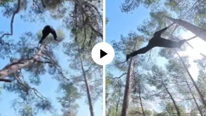 हा तर मोगलीचा भाऊ निघाला! खाली खोल दरी; तरीही झाडांवरून मारतोय थरारक उड्या… पाहणारेही झाले चकित; Video Viral