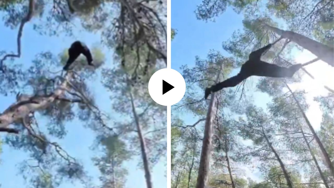 हा तर मोगलीचा भाऊ निघाला! खाली खोल दरी; तरीही झाडांवरून मारतोय थरारक उड्या… पाहणारेही झाले चकित; Video Viral