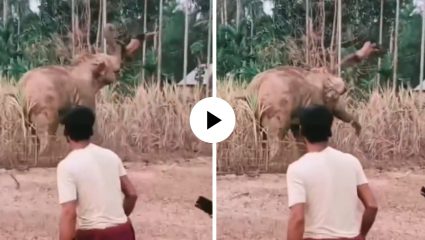 हत्तीचा हाहाकार! व्यक्तीला चेंडूसारखे उचलले अन् पायदळी तुडवले, Viral Video पाहूनच थरकाप उडेल