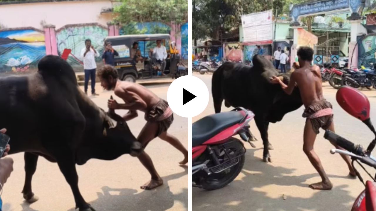 रस्त्याच्या मधोमध व्यक्ती बैलासोबत करू लागला कुस्ती, दोन्ही शिंगे पकडली अन् या लढाईत कोण ठरला विजयी? पहा Viral Video