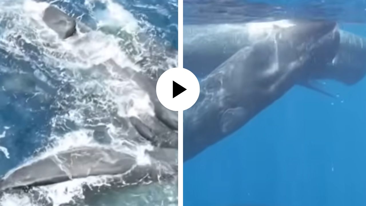 समुद्रात अनोखा चमत्कार! बाळंत होणाऱ्या व्हेलभोवती मित्रांनी घातला सुरक्षेचा कवच, शास्त्रज्ञांनी कॅमेरात केले दृष्य; Video Viral