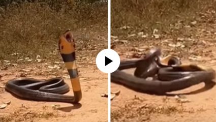 सर्वांना यमलोकी पाठवणाऱ्या किंग कोब्राचा कसा होतो मृत्यू, भीषण अवस्था अन् धक्क्कादायक दृश्यांनी भरलाय Viral Video