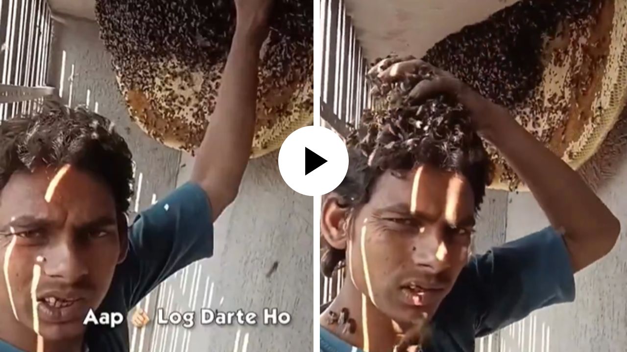 भावाचा विषय हार्ड ए! थेट मधमाशीच्या पोळ्यात घातला हात अन् डोक्यावर… पाहताच पायाखालची जमीन सरकेल; Video Viral
