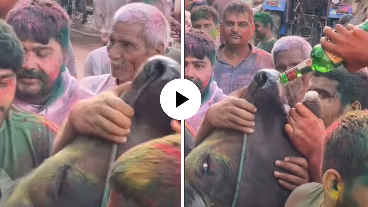 क्रूरतेचा मर्यादा ओलांडल्या… होळीच्या उत्सवात गौमातेला जबरदस्तीने पाजली दारू, Video Viral होताच नेटकरी भडकले