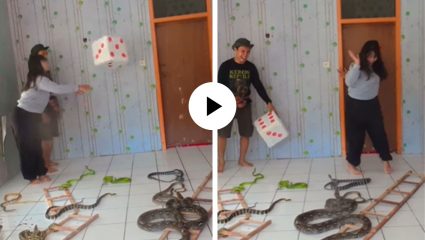 मुलीचे साहस तर पहा, खऱ्या सापांना घेऊन खेळू लागली ‘सापशिडी’, पाहून सर्वच थबकले… धक्कादायक Video Viral