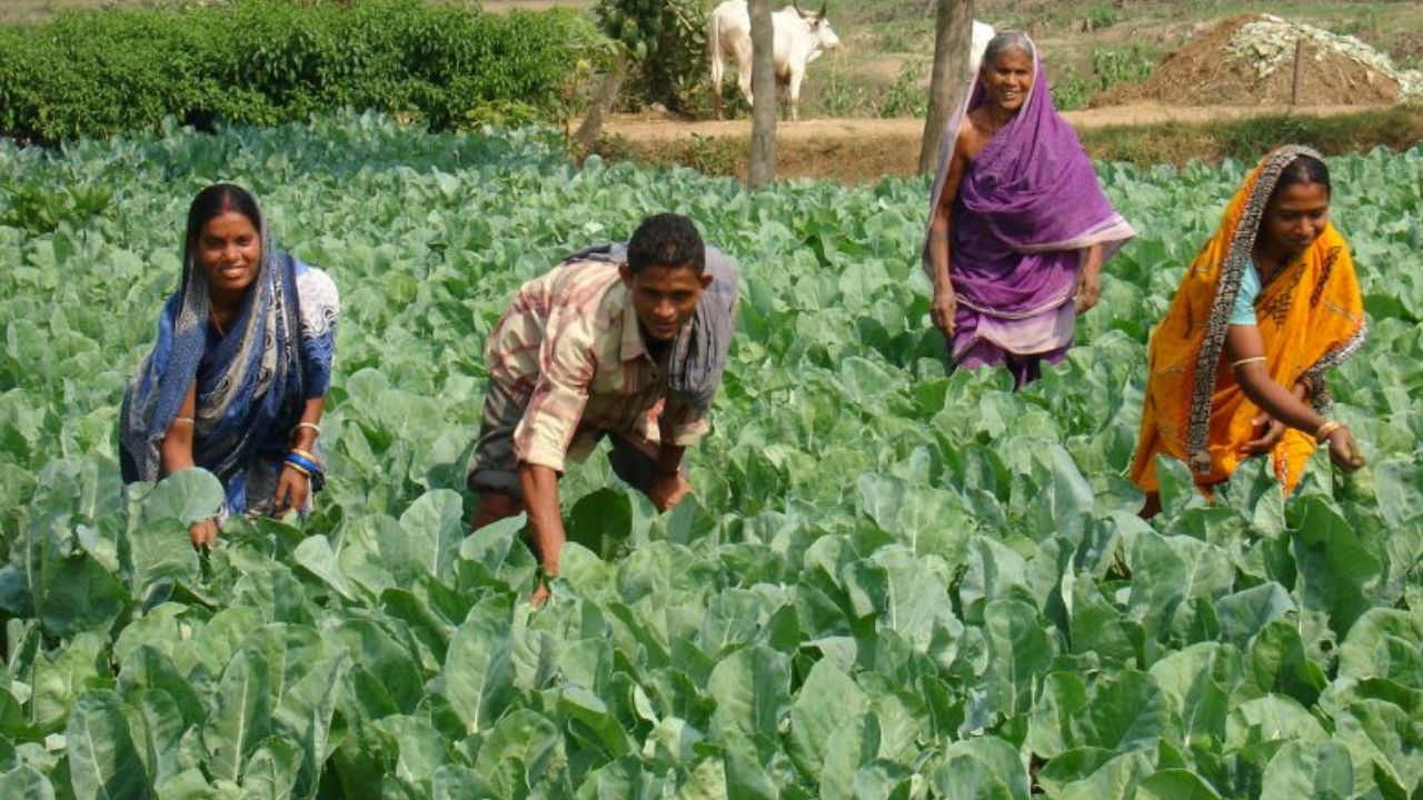 Pune News : ऊन्हामुळे शेतीला फटका; तापमानाचा पारा वाढल्याने पिकांची होरपळ