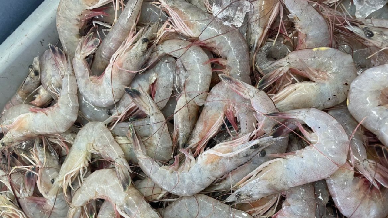 मत्स्य निर्यातीत महाराष्ट्र देशात दुसऱ्या स्थानी; कोकणच्या कोळंबीची सातासमुद्रापार मोहिनी