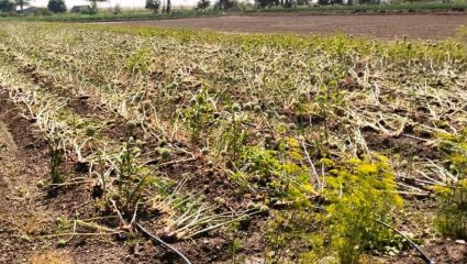 शिरूर पश्चिम पट्ट्यात अवकाळी पावसाचा तडाखा, पिकांचे नुकसान; महसूल व कृषी विभागाकडून पंचनामे सुरू