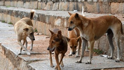 Ratnagiri News : चिपळूणमध्ये भटक्या कुत्र्यांच्या नियंत्रणासाठी नसबंदी मोहीम राबवणार