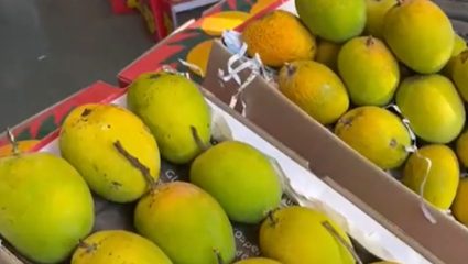 Ratnagiri News : गुणवत्ता घसरल्याने देवगडची हापूसची मागणी घटली