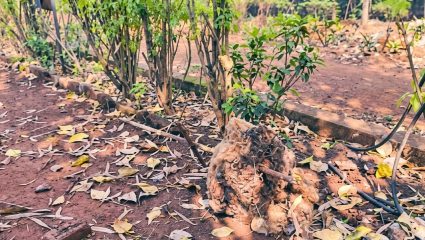 Sangali News : “…अन्यथा आंदोलन करु”; उद्यानाच्या दुरावस्थेवर सांगलीकरांचा संताप