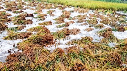 Ahilyanagar News: शेवगाव आणि पाथर्डीला गारपीटीने झोडपले; शेतकरी मोठ्या संकटात