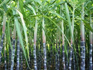 हरियाणात उसाच्या लागवडीला फटका; साखर कारखान्यांवर परिणाम होण्याची शक्यता