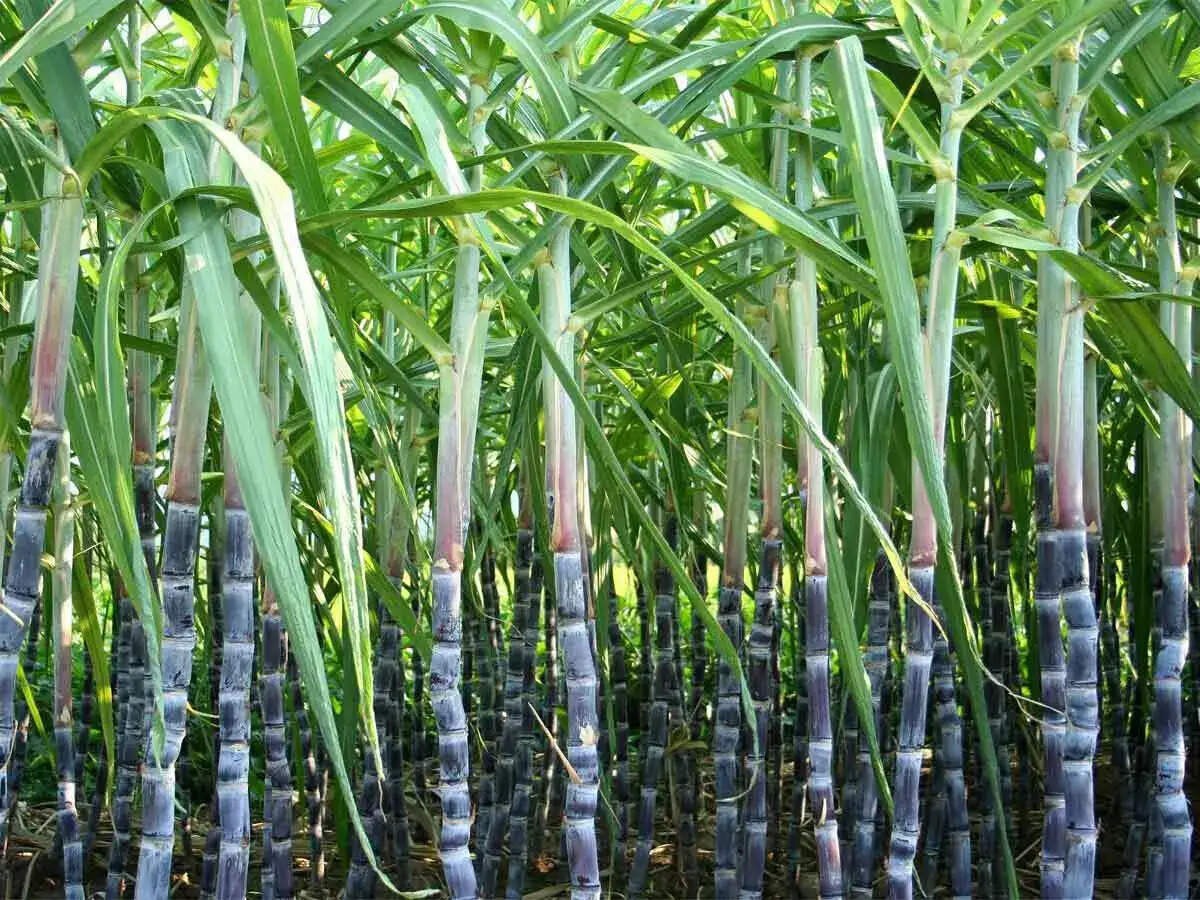 हरियाणात उसाच्या लागवडीला फटका; साखर कारखान्यांवर परिणाम होण्याची शक्यता