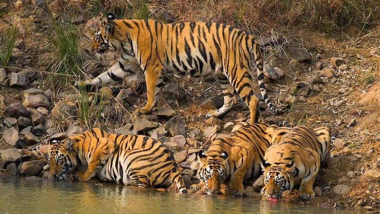 Chandrapur News: वाढत्या उन्हात ताडोबातील वन्यजीवांसाठी खास तयारी; 617 पाणवठ्यांमुळे प्राण्यांना मिळणार दिलासा