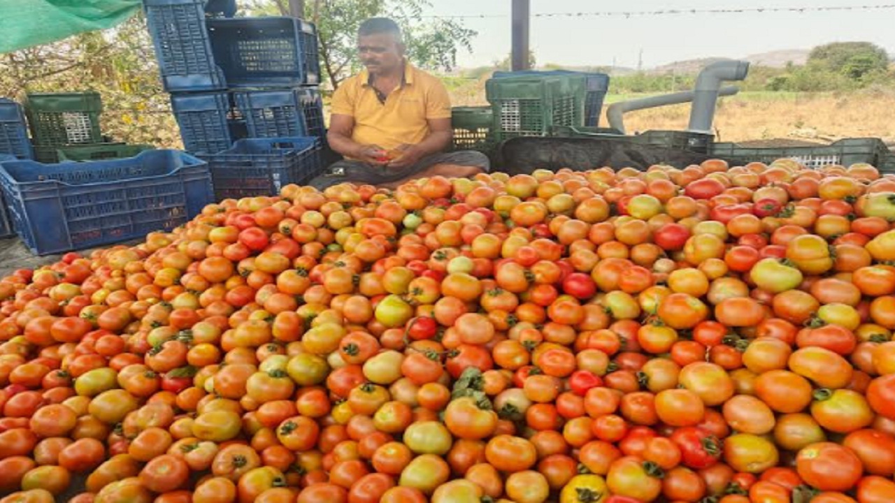 लाखोंचा खर्च अन् हाती निराशा; मागणी घटल्यामुळे टोमॅटो उत्पादक शेतकरी संकटात