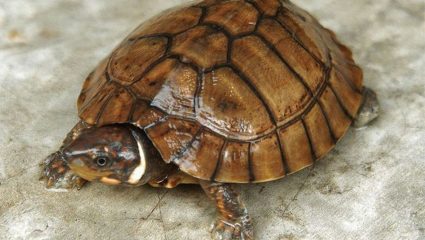 Vastu tips: घरामध्ये कासव ठेवताना या नियमांचे करा पालन, नाहीतर येऊ शकतात अडचणी