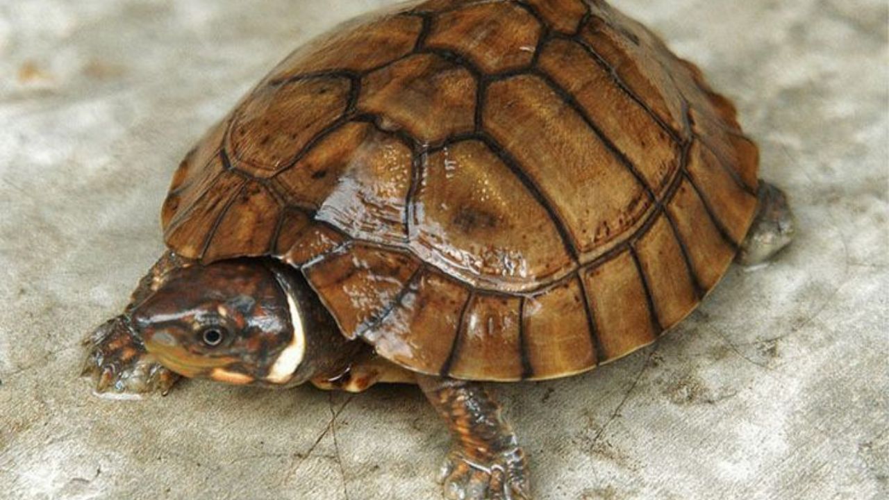 Vastu tips: घरामध्ये कासव ठेवताना या नियमांचे करा पालन, नाहीतर येऊ शकतात अडचणी