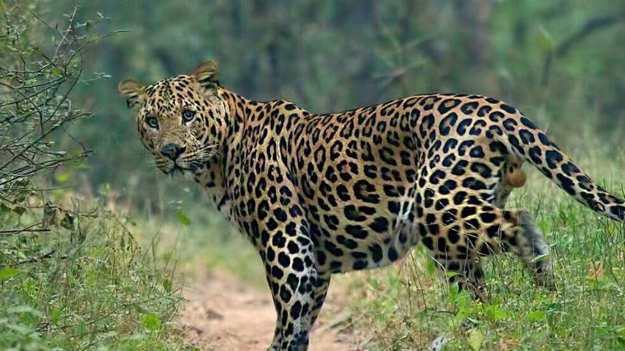 Kolhapur News : जिल्ह्यात बिबट्यांचा सुळसुळाट; नागरिकांच्या सुरक्षेचा प्रश्न ऐरणीवर