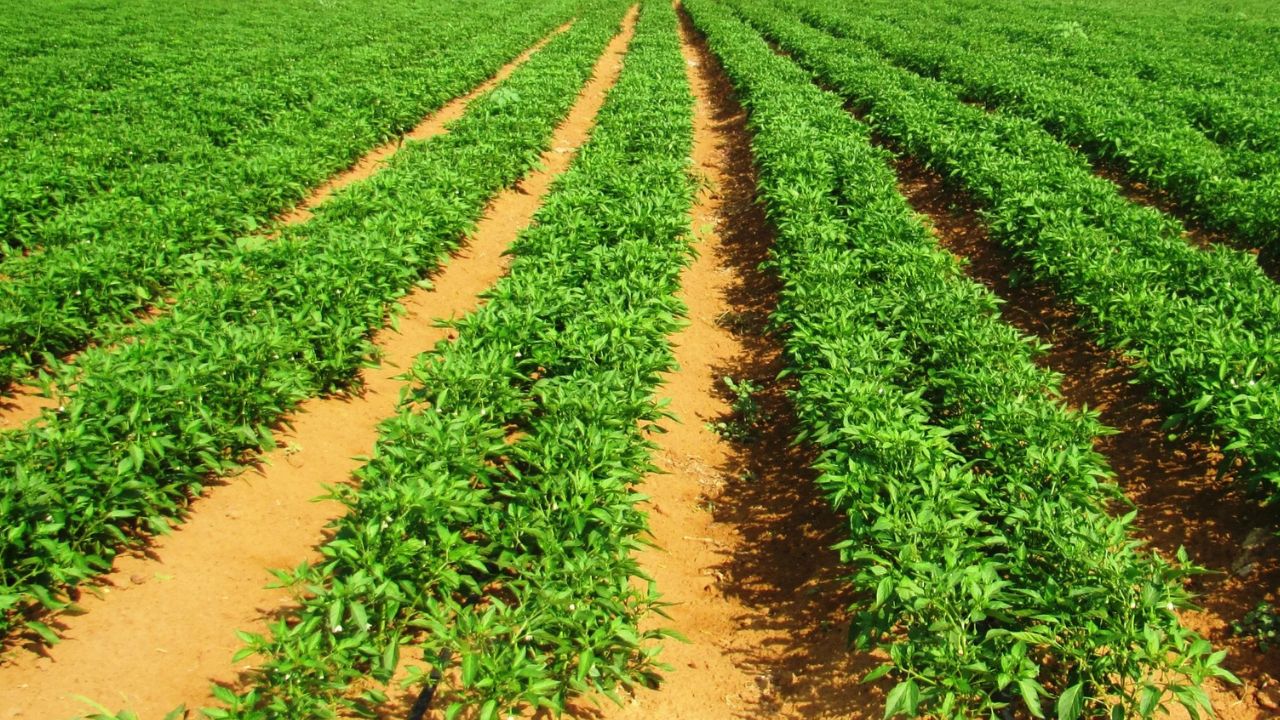 Kolhapur News : अशक्य झालं शक्य; शेतीचा खर्च, मजुरांची टंचाई…., भर उन्हात माळरानावर तरारले भुईमूग