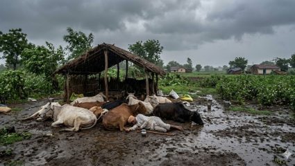 Ahilyanagar News: दुर्दैवी! वीज पडून शेतकऱ्यासह 9 गायींचा मृत्यू; अवकाळीचा मोठा फटका